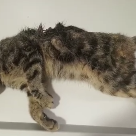 Patty, la gata herida que necesita una operación con urgencia. / Refugi els Angels