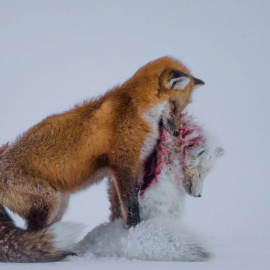 ‘Historia de dos zorros’, ganadora del Wildlife Photographer of the Year 2015. /DON GUTOSKI