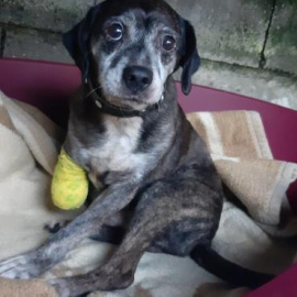 Investigado un vecino de Moaña (Pontevedra) acusado de amputarle una pata a su perro.GUARDIA CIVIL