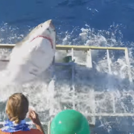 Momento en el que el tiburón blanco logra salir de la jaula, aunque resultó herido.
