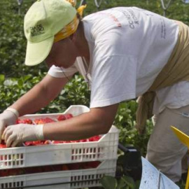 Una mujer recolectando fresas en Palos de la Frontera, Huelva. / EFE