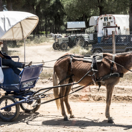 Cleo, mula de 28 años con extrema delgadez haciendo el camino antes de ser intervenida por el Seprona. EL REFUGIO DEL BURRITO
