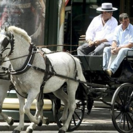 Los caballos de los coches para turistas en Sevilla llegan a estar hasta trece horas de trabajo bajo el sol bajo temperaturas de hasta 45 grados. / EFE