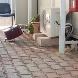 Una de las trampas colocadas por el capitán de la Brigada Paracaidista para cazar los gatos que habitaban la base "Miguel de Cervantes", al sur del Líbano. Foto: Ciudadanos de Uniforme.