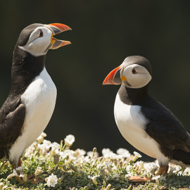Pareja de frailecillos en la isla de Skomer. / WELSH WILDLIFE