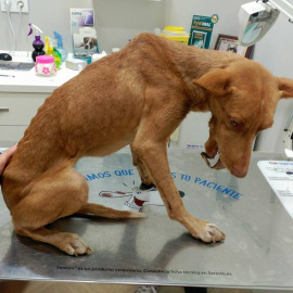 El perro 'Spirit' en la mesa de operaciones.