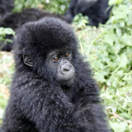 El gorila de montaña, en peligro de extinción.