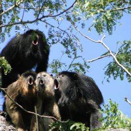 Coro de monos aulladores / Mariana Raño