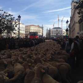 El rebaño de ovejas avanza por la calle Mayor de Madrid. EUROPA PRESS