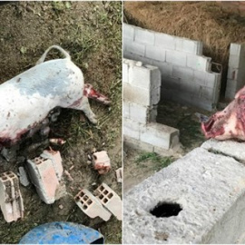 Imágenes de las torturas perpetradas por los cinco jóvenes de Molina de Segura. POLICÍA NACIONAL