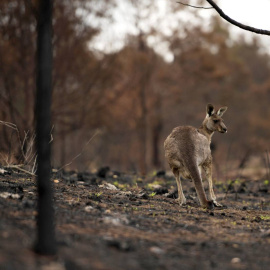 Un canguro herido en el interior de un bosque incendiado en Cobargo (Australia). /REUTERS