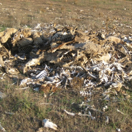 Huesos de animales en la granja valenciana denunciada por maltrato. / EP