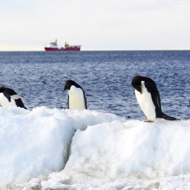 Varios pingüinos en la isla Inexpressible con el buque HMS Protector (al fondo) en la bahía de Terra Nova, en la Antártida. EFE