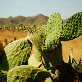 Desierto de Tabernas de Almería. Flickr/ kyezitri