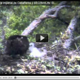 Tras un par de horas de incertidumbre llegó la hembra y puso paz. Poco a poco fue recuperando los pollos más pequeños y reincorporándolos al nido. Puedes ver la escena en la que recupera al pollo más pequeño guiándole hasta el nido y luego 