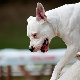 El dogo argentino es una raza de perro legalmente considerada peligrosa que fue diseñada para la caza mediante cruces genéticos. / Pet Photography / Flickr