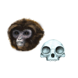 'Laia', el fosil de simio de 12 millones de años encontrado en Catalunya