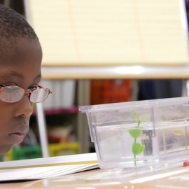 Un alumno del colegio Thomas Jefferson de Baltimore abserva a su pez cebra. / David Schmelick and Deirdre Hammer/JHU