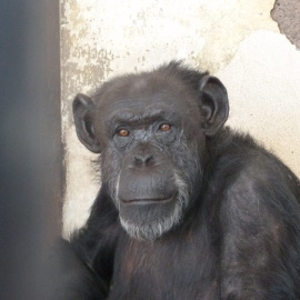 Cecilia, una chimpancé que será trasladada a un Santuraio.