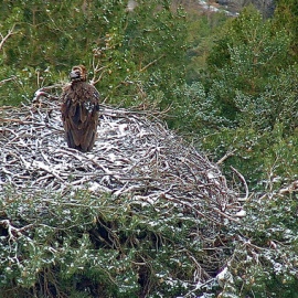 Uno de los buitres negros del nido situado en la sierra de Guadarrama. / SEO/BirdLife