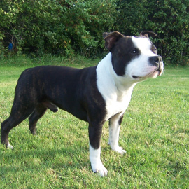 La decisión judicial avala el empleo de ejemplares de cualquiera de las ocho razas de perro peligrosas, como el pit bull, en batidas de caza en Aragón / Wikipedia