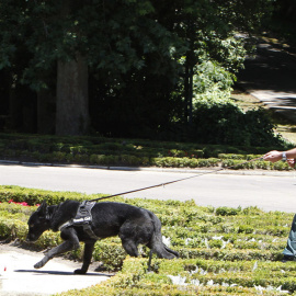 18/06/2014 - Un agente de la Guardia Civil con un perro en los jardines del Palacio Real. / EFE