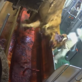 Captura del vídeo grabado por el trabajador español que ha destapado la crueldad practicada contra los animales en este matadero francés.