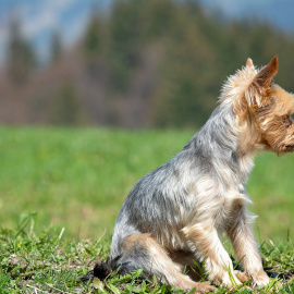 El perro sacrificado era un 'Yorkshire'. / Pixabay