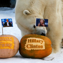 Un oso polar del zoo de Krasnoyarsk, Rusia, 'predice' el ganador de las elecciones en EEUU. - REUTERS