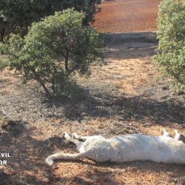 Guardia Civil de Burgos