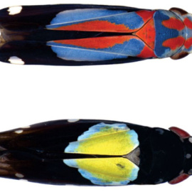 La nueva especie de chicharra Cavichiana alpina (arriba) y la chicharra descubierta en 2014, Cavichiana bromelicola, de características similares (abajo). / Gabriel Mejdalani