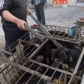 Un perro, en una jaula antes de ser matado./ Igualdad Animal