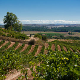 Ribera del Duero. / Olé Imports