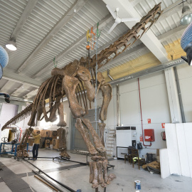 Un paleoartista trabaja en la replica de un dinosaurio que se esta realizando en la Fundación Conjunto Paleontológico de Teruel Dinópolis. EFE/Antonio Garcia