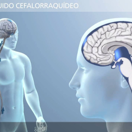 Flujo del líquido cefalorraquídeo. Glot-Up