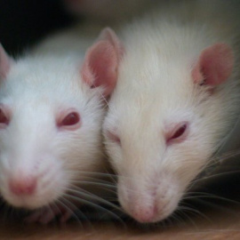 Dos ratones. FLICKR/ Tatiana Bulyonkova