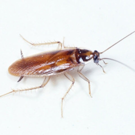 Descubren el mecanismo que desencadena la metamorfosis de los insectos.