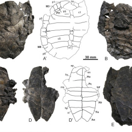 Descubren en Teruel el fósil de una nueva especie de tortuga de agua dulce. /FUNDACIÓN DINÓPOLIS