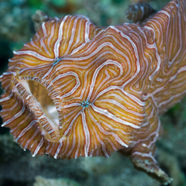 El pez Histiophryne psychedelica, hallado en 2009 en aguas de Indonesia. / David Hall