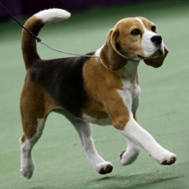 Imagen de archivo de un perro. REUTERS
