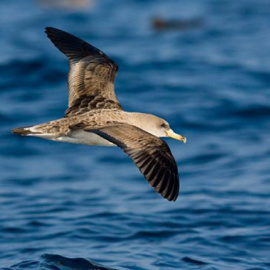 La normativa europea que prohíbe lanzar los descartes de pesca al mar podría disparar la mortalidad de las pardelas cenicientas en el Mediterráneo. / SEO/BirdLife
