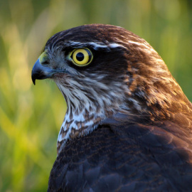 La provincia de Guipúzcoa es uno de los escenarios de la caza furtiva de aves en nuestro país, algo preocupante si se tiene en cuenta que se trata de una zona importante de tránsito migratorio para las aves. En la imagen, un gavilán común (