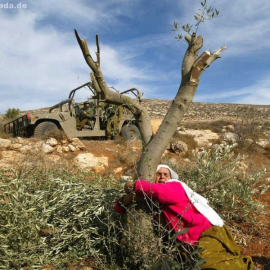 Una mujer palestina se abraza a un olivo en Cisjordania.