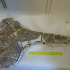 Hallan un fósil de ballena en el interior de Kenia. /SOUTHERN METHODIST UNIVERSITY