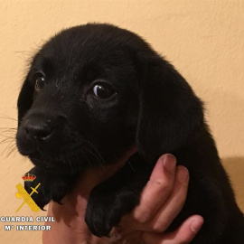 Ejemplar del criadero de Burgos. EP