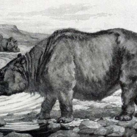 Los ungulados nativos de América del Sur están relacionados con caballos o rinocerontes. / EP