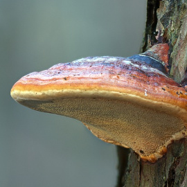 Reishi. Hongo medicinal en la tradición asiática. 