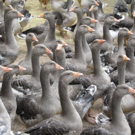 Cría de ganso en Francia. 