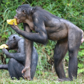 Bonobos comiendo. 
