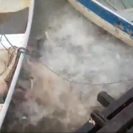 Un banco de pirañas destrozan hambrientas trozos de carne lanzados por personas (Captura del vídeo).